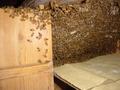 #4: Honeybees in kitchen crockery cabinet