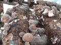 #7: Mushrooms growing out of logs made from the medium