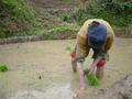 #4: A peasant planting rice the old-fashioned, backbreaking way, by bending down and firmly placing each young seedling into the mud by hand