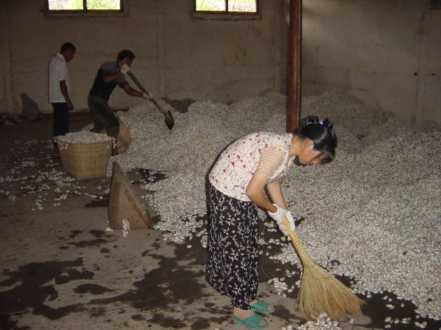 Silkworm cocoon warehouse