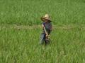#8: Pulling up rice plants from fields that have become too congested