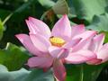 #4: Beautiful lotus flower.