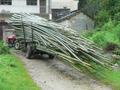 #5: Transporting bamboo in Fengdengdui.