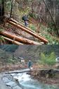 #5: Targ amongst felled logs along the Shijing – Zipiyuan trail. Tim on a log bridge in Tianping.