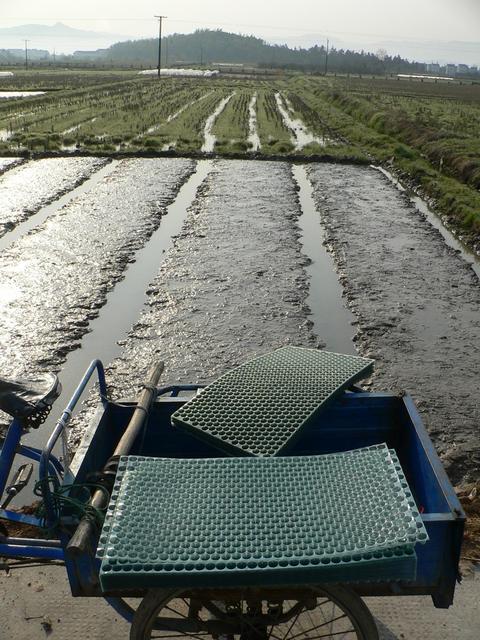 Dimpled plastic sheets used in new rice planting technique