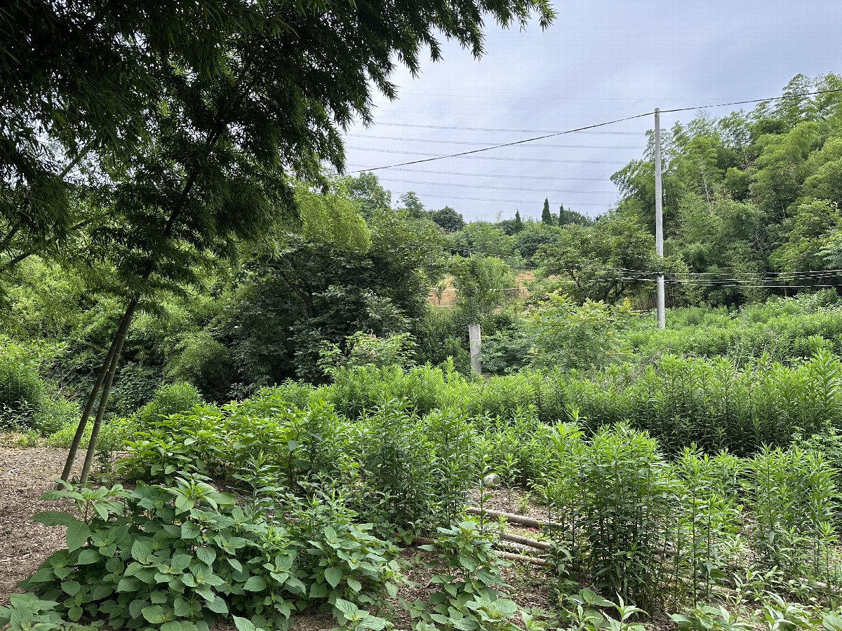 View to North