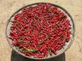 #10: Chillies drying in sun.