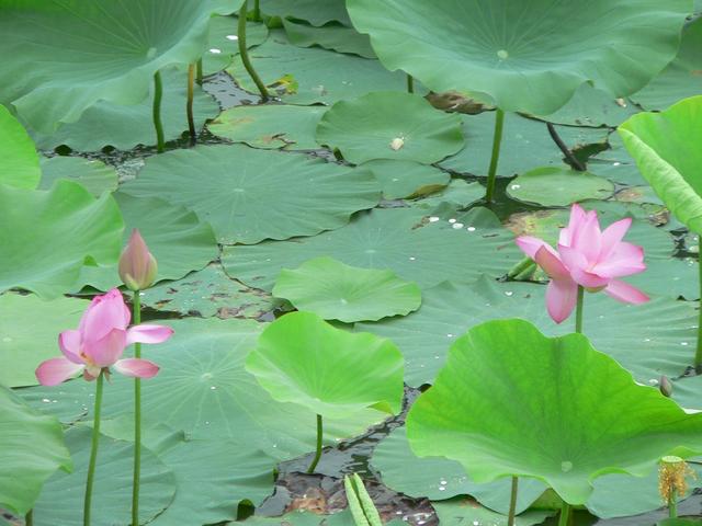 Lotus pond east of confluence.