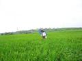 #7: Targ wades 7 metres into rice paddy.