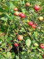 #8: Hawthorn berries.