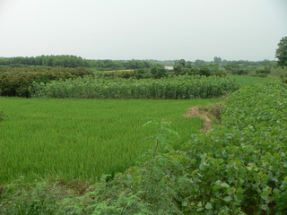 #1: General view of the confluence area, with the confluence located within the tall crop beyond the rice paddy