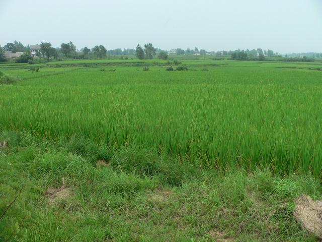 Looking north from vehicle track, confluence in foreground rice paddy.