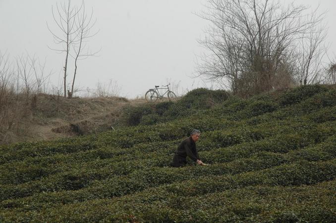 Attending tea plants near the CP