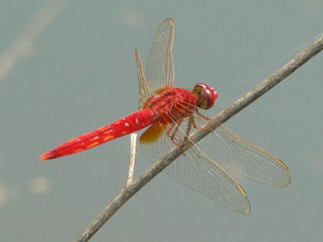 Bright red dragonfly.