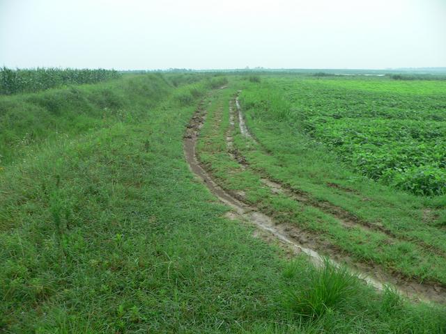 Muddy track, looking east towards confluence.