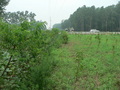#9: Looking west, towards the road construction