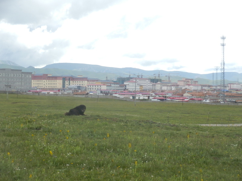 Mǎqū Town and a Tibetan dog