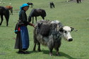 #9: The elder herder with one of the older yak