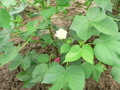 #10: Cotton plant with white and pink flowers