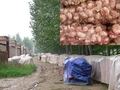#4: Piles and piles of garlic; inset: a peek under the covers