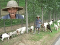 #5: Goatherd and his charges; inset: his amiable smile