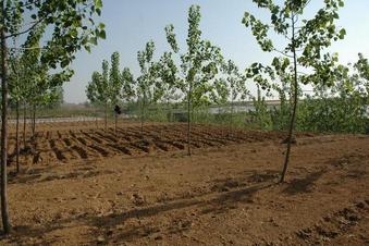 #1: General area - ready for peanut planting