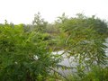 #8: large pond to north of trail to 35N 119E