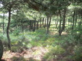 #3: Wooded area