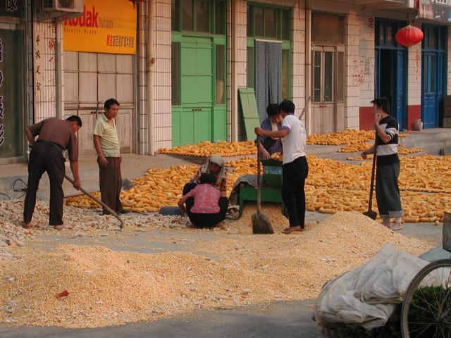 Processing the corn in nearby Ma Zhong Township