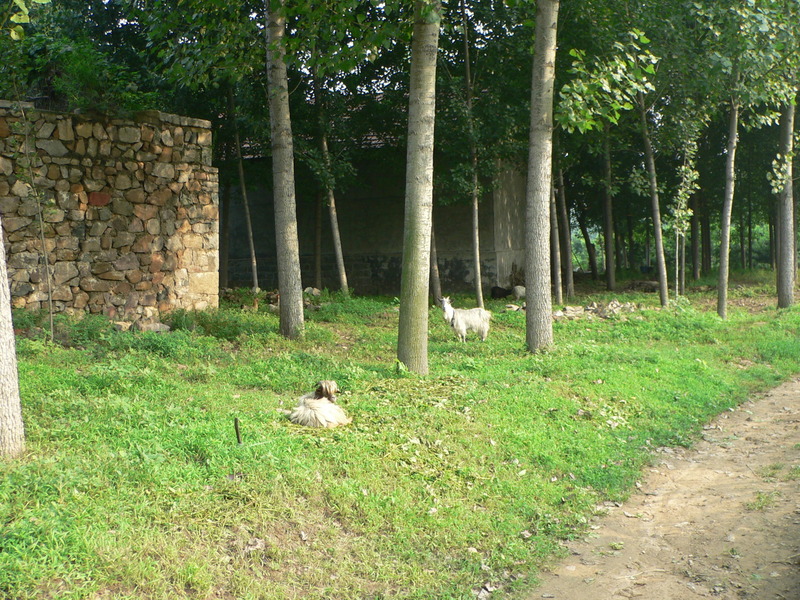 Goats on the approach to Dìyúgōu Village