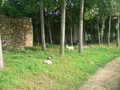 #3: Goats on the approach to Dìyúgōu Village