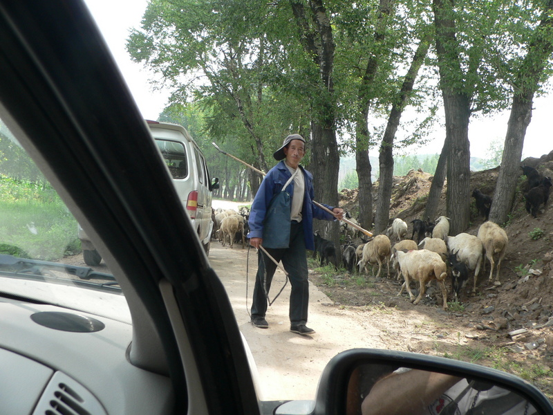Flock of sheep blocking the road