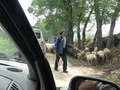 #2: Flock of sheep blocking the road
