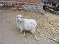 #10: a cute goat near the road