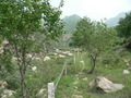 #6: Sheep trail leading up the valley