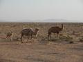 #5: Camel Family Nearby