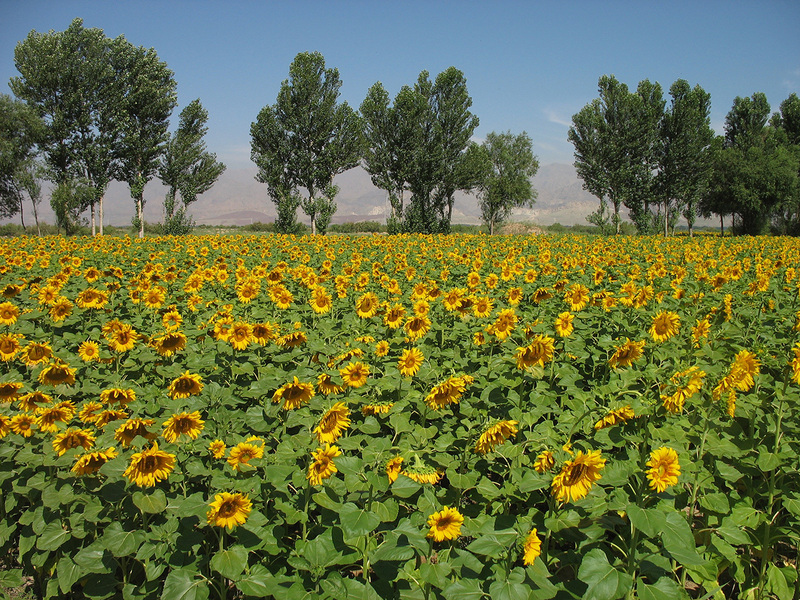 Sunflowers field at west side of 41N107E