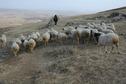 #8: Sheep herder near the CP