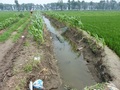 #3: Frog trap in the ditch beside the track