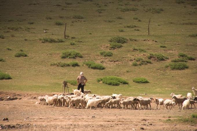 Shepherd near village