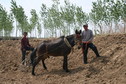 #6: Native people working with horse