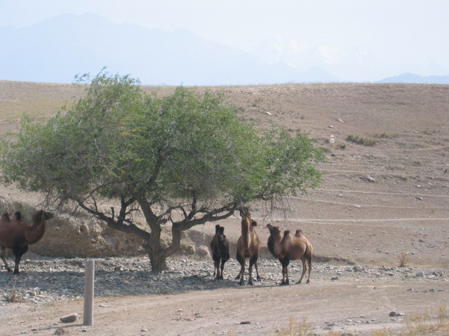 Hungry Camels Nearby