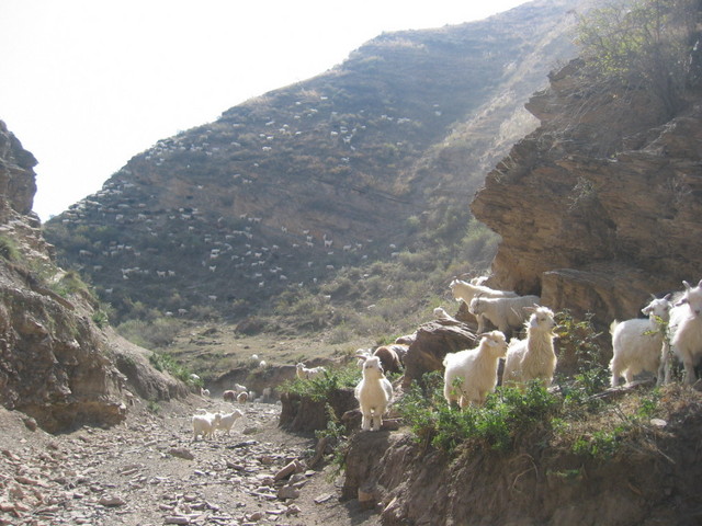 Sheep Valley