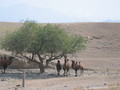 #4: Hungry Camels Nearby