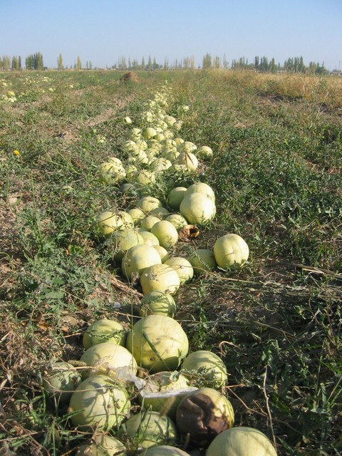 Melon Field