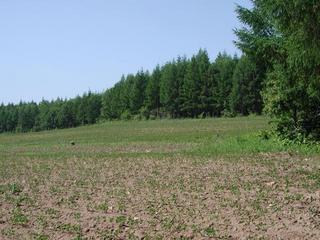 #1: The CP located between the field and the forest