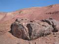 #6: Petrified forest park is closest significant landmark