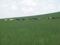 #9: Horses seen at the Confluence