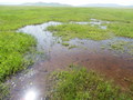 #9: The Wetland around the Confluence Point