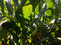 #7: Corn